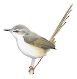 Plain Prinia Illustration