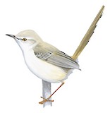 Pale Prinia Illustration