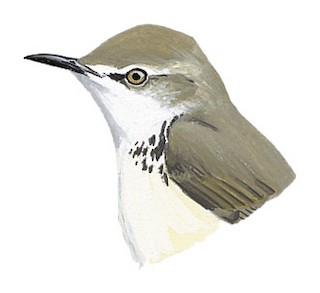 Prinia flavicans ansorgei