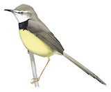 Black-chested Prinia Illustration