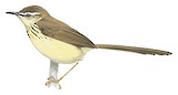 Drakensberg Prinia Illustration