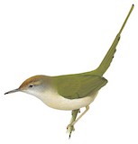 Common Tailorbird Illustration