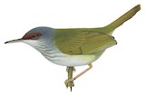 Rufous-fronted Tailorbird Illustration