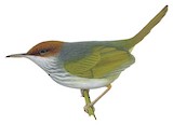 Philippine Tailorbird Illustration