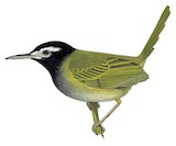 Black-headed Tailorbird Illustration