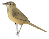 Malagasy Brush Warbler Illustration