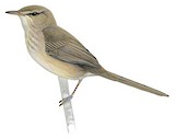 Subdesert Brush Warbler Illustration