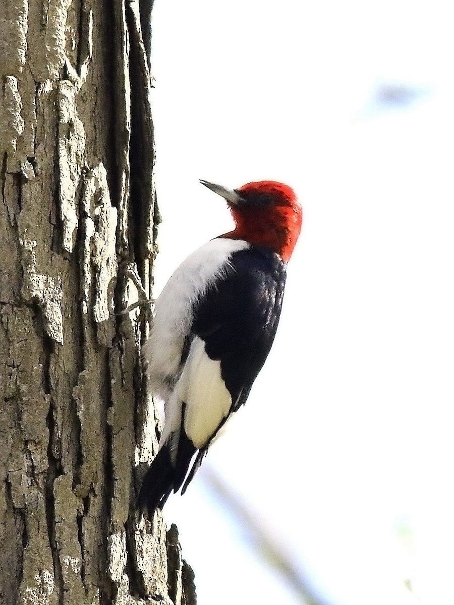 Red-headed Woodpecker - Mike Lee