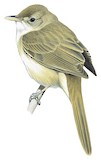 Thick-billed Warbler Illustration