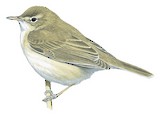 Booted Warbler Illustration