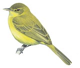 African Yellow Warbler Illustration