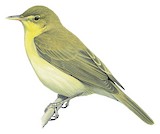 Melodious Warbler Illustration