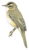 Black-browed Reed Warbler Illustration