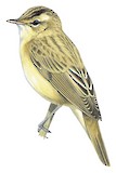 Speckled Reed Warbler Illustration