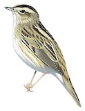 Aquatic Warbler Illustration