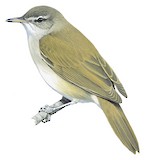 Lesser Swamp Warbler Illustration