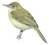 Seychelles Warbler Illustration