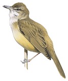 Great Reed Warbler Illustration