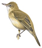 Australian Reed Warbler Illustration