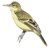 Southern Marquesan Reed Warbler Illustration