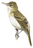 Rimatara Reed Warbler Illustration