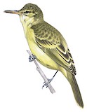 Moorea Reed Warbler Illustration