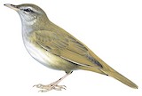 Gray's Grasshopper Warbler Illustration