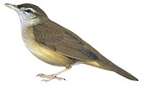 Sakhalin Grasshopper Warbler Illustration