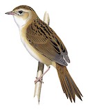 Marsh Grassbird Illustration