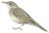 Styan's Grasshopper Warbler Illustration