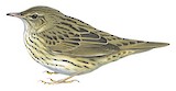 Lanceolated Warbler Illustration