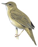 Savi's Warbler Illustration