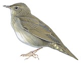 River Warbler Illustration