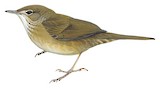 Chinese Bush Warbler Illustration