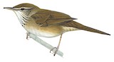 Long-billed Bush Warbler Illustration