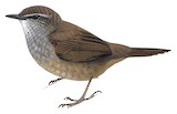 Taliabu Bush Warbler Illustration