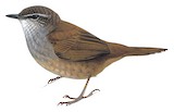 Sulawesi Bush Warbler Illustration