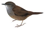 Seram Bush Warbler Illustration