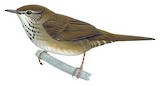 Spotted Bush Warbler Illustration