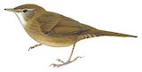 Taiwan Bush Warbler Illustration