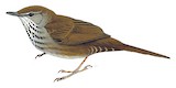 Javan Bush Warbler Illustration