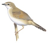 Broad-tailed Grassbird Illustration