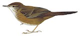 Highland Rush Warbler Illustration