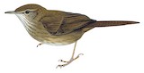 Barratt's Warbler Illustration