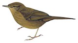 Evergreen Forest Warbler Illustration