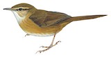 Cinnamon Bracken Warbler Illustration