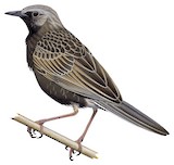 Brown Songlark Illustration