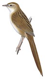 Tawny Grassbird Illustration