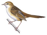 Fly River Grassbird Illustration