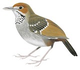 Sierra Madre Ground Warbler Illustration